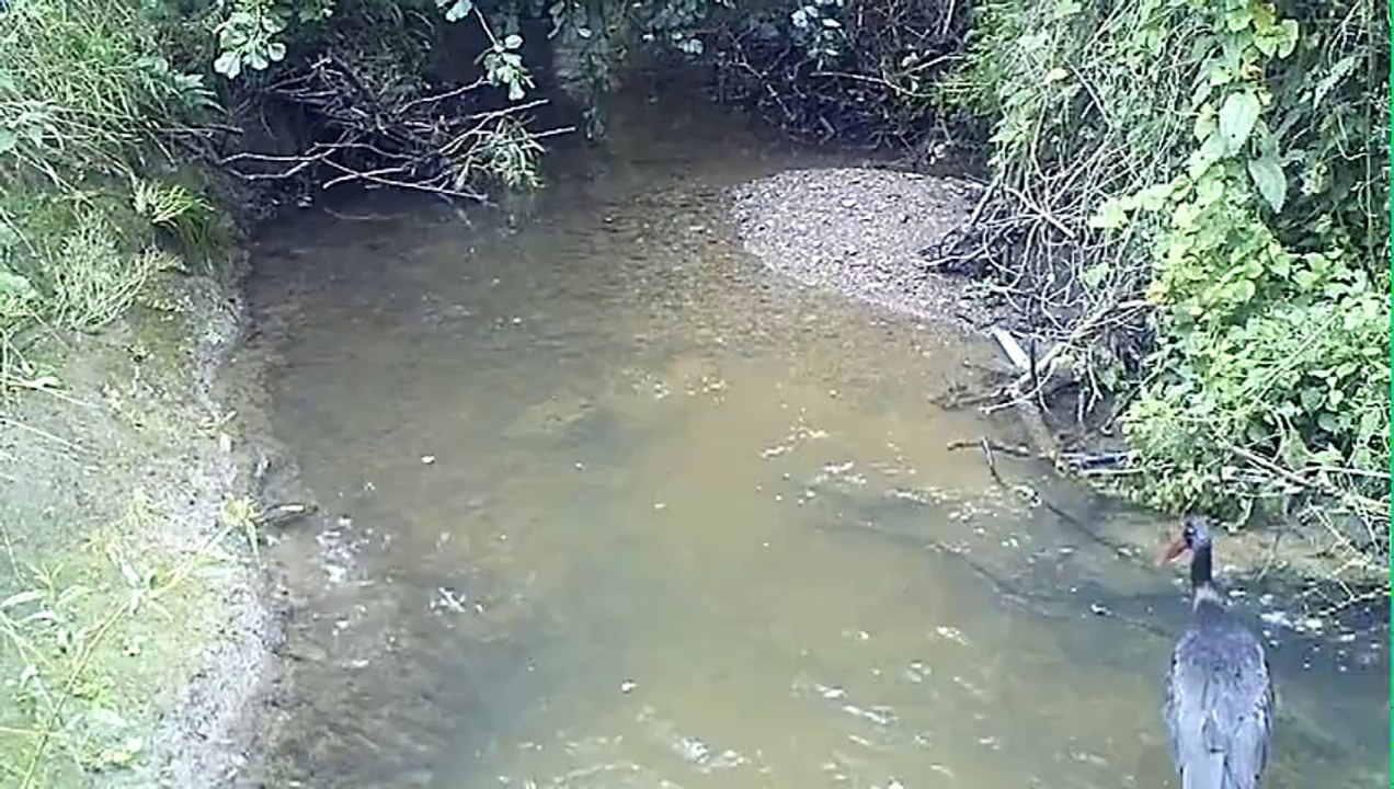 Cigogne noire Juillet