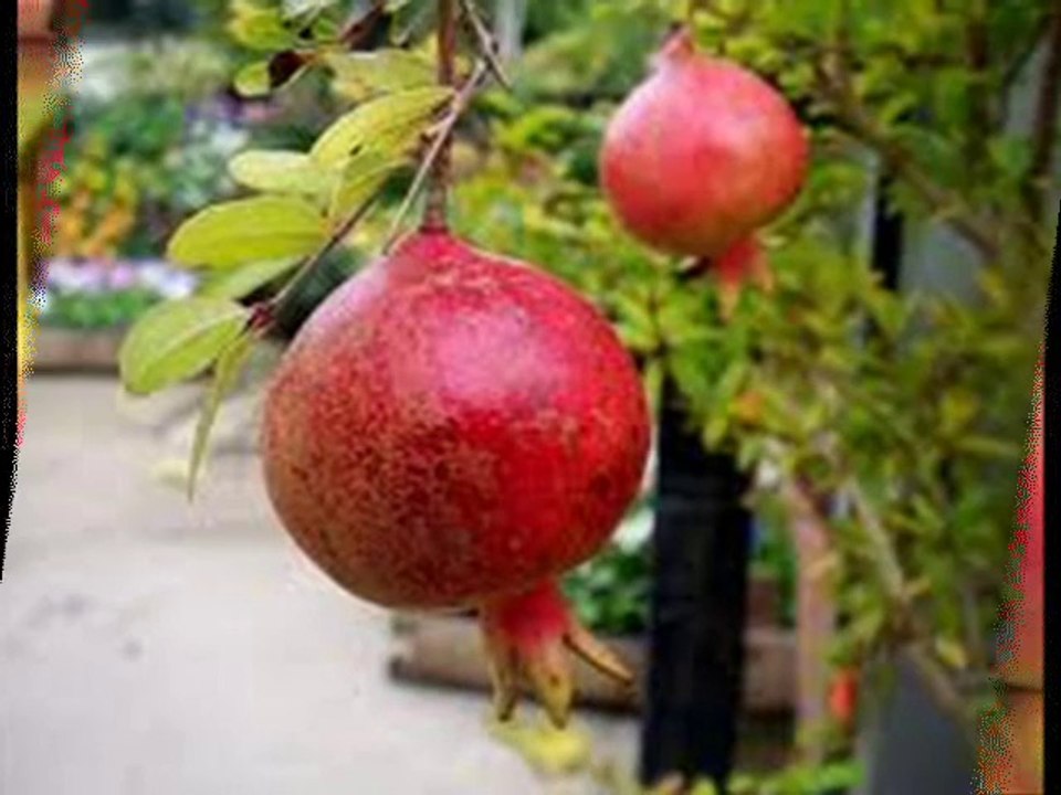 YILDIZ DEMİRKOL SAVAŞ-yıldızlıtürküler-KAĞIZMAN'A ISMARLADIM NARGELE