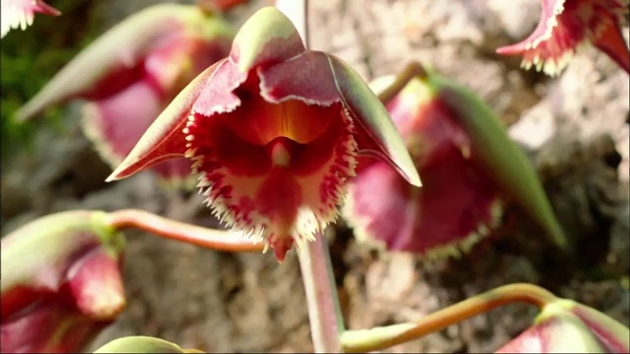 Plants - Life in the Wet Zone