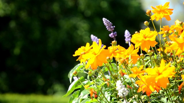 Flowers 5 HD 1080p - Video Backgrounds