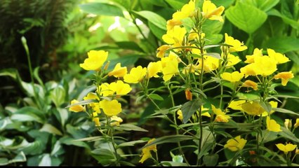 Flowers 6 HD 1080p - Video Backgrounds