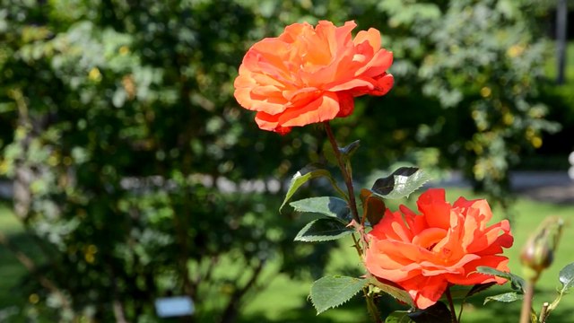 Flowers 7 HD 1080p - Video Backgrounds