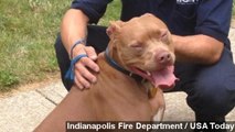 Pit Bull Saves Young Deaf Owner From Burning Home