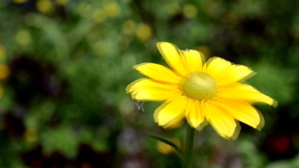 Flowers 11 HD 1080p - Video Backgrounds