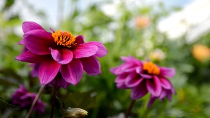 Flowers 12 HD 1080p - Video Backgrounds