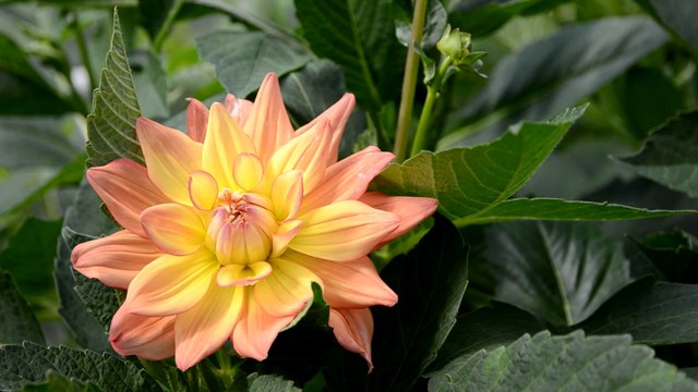 Flowers 15 HD 1080p - Video Backgrounds