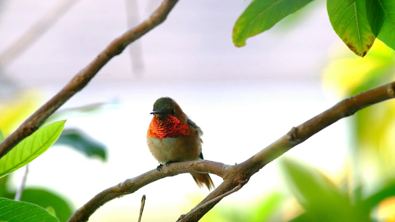 Hummingbird2 HD 1080p - Video Backgrounds