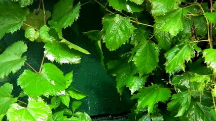 Nature- Cloud, Sky & Water HD 1080p - Video Backgrounds