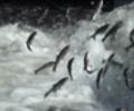 Büyük göç tamamlandı