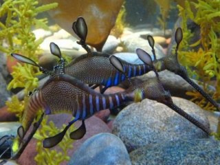 "Аквариум - Морской конёк" ( "Aquarium - The Sea Fad" )