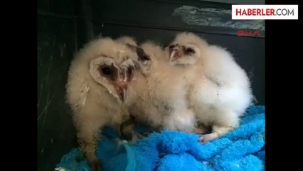 Yaban Hayatın Üniversiteli Anneleri