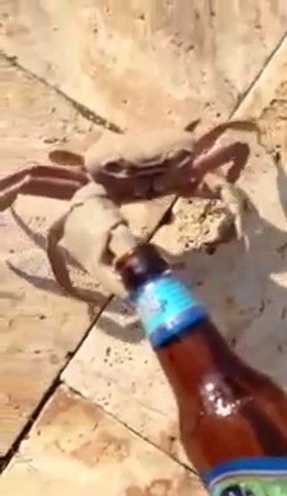 Crabe voleur de bouteille de bière... alcoolique!