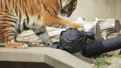 Leones, tigres y osos, nuevos diseñadores de jeans en Japón