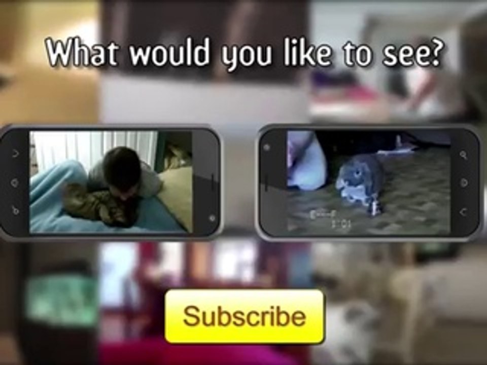 Cute Dogs And Adorable Babies II Compilation