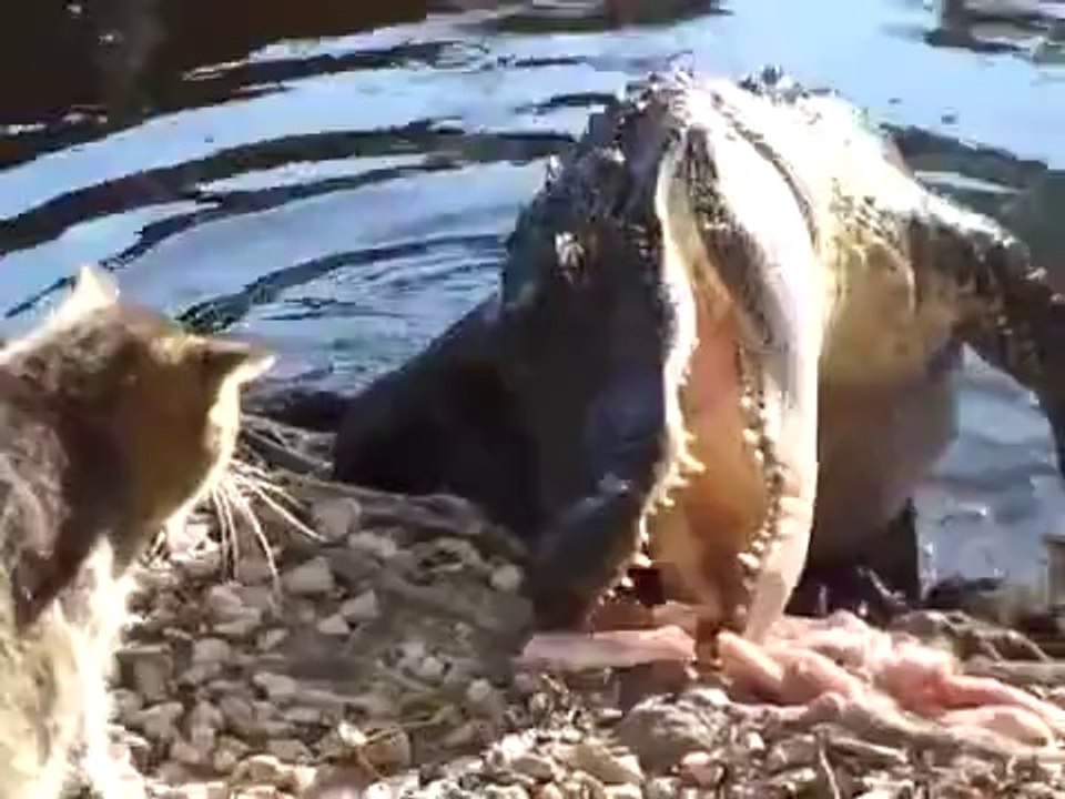 Cat vs Alligator