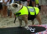 USA : Un concours de surf pour chiens - ZAPPING ACTU DU 15/07/2014
