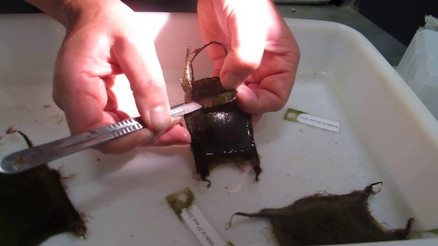 Étaples : à Maréis, une petite fenêtre dans un oeuf de raie, pour voir l'embryon se développer