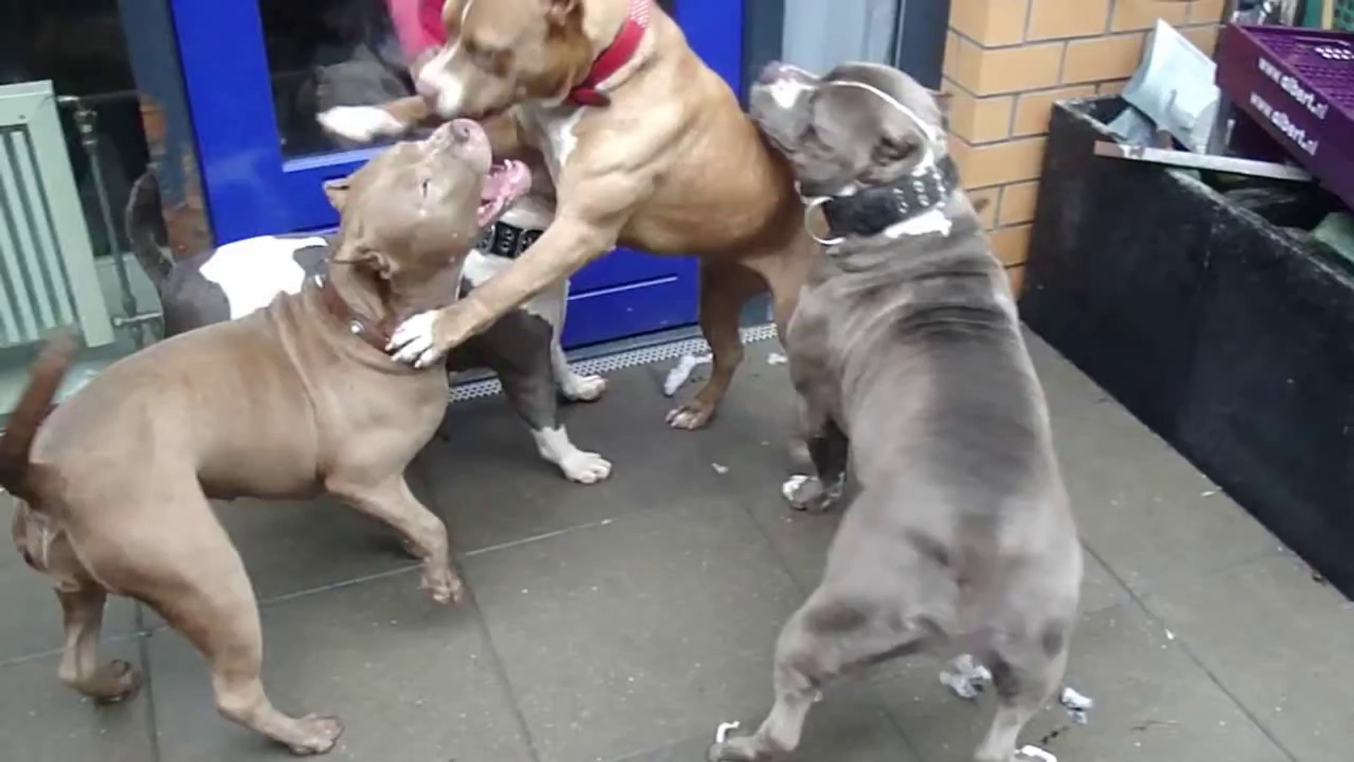 EXTRA LARGE AMERICAN BULLY PITBULLS PLAYING XXL - Dailymotion Video