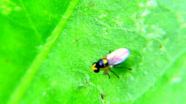 Monster Bug wars-Tiny Bug scare the Big Fly