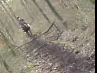 Papouse et moi obstacle dans les bois