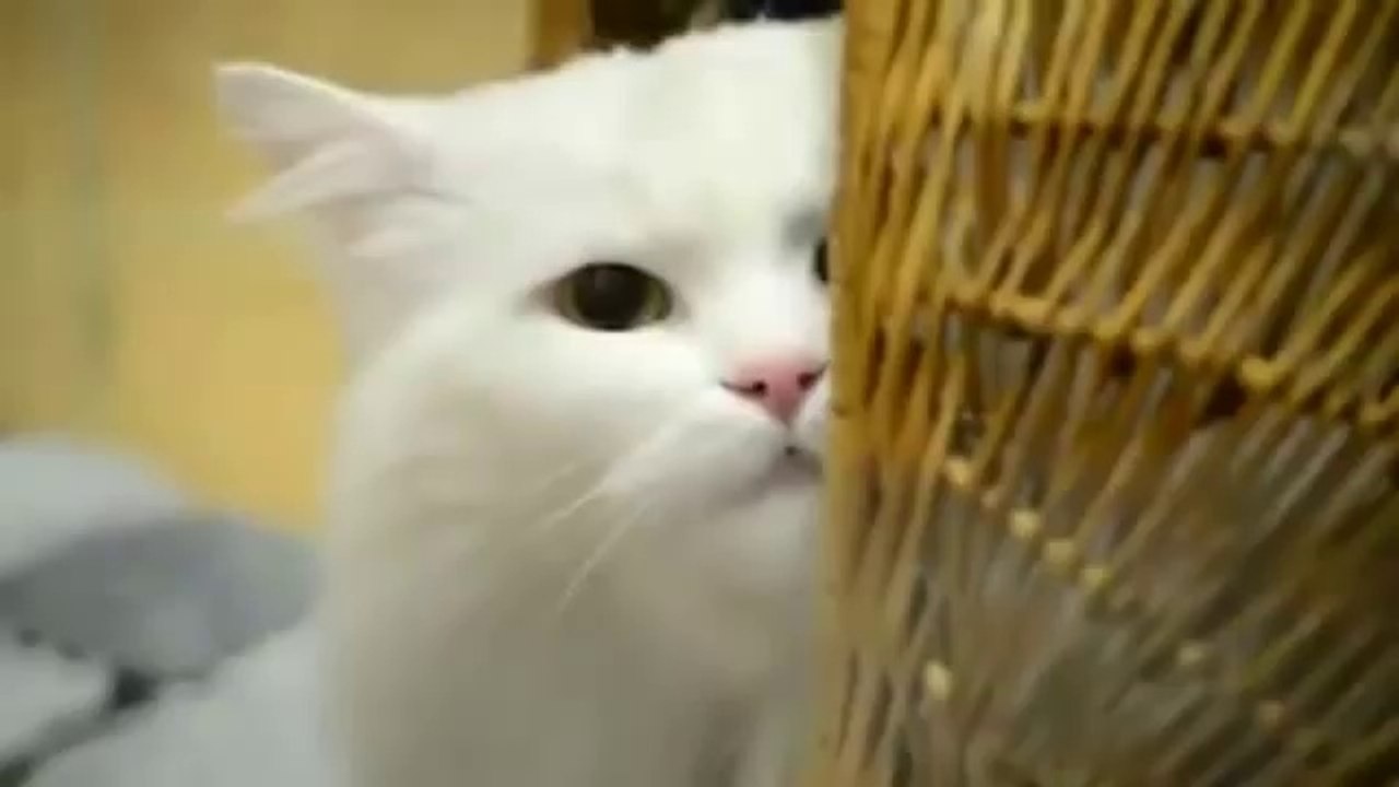 Very Angry Cats Compilation SPECIAL