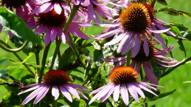 ballade du 15 juillet 2014