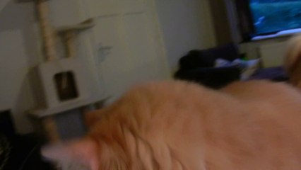 Cute Siberian cat cuddling