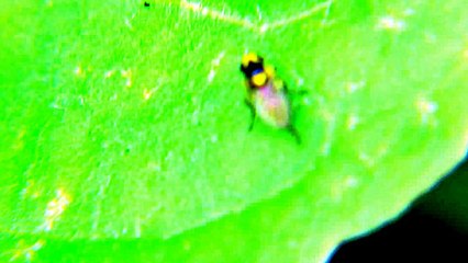 No Man has ever seen this Bug did you see it? even on Discovery Channel