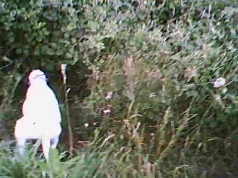 Petit ferme puis lancer de 6 sangliers Haddock et Icéo