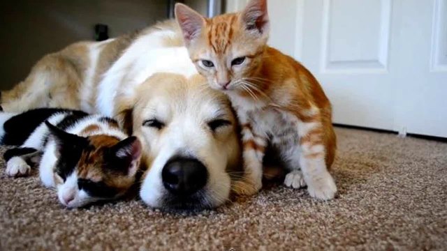 Des animaux trop mignons qui se réveillent entre eux! Compilation d'animaux craquants!