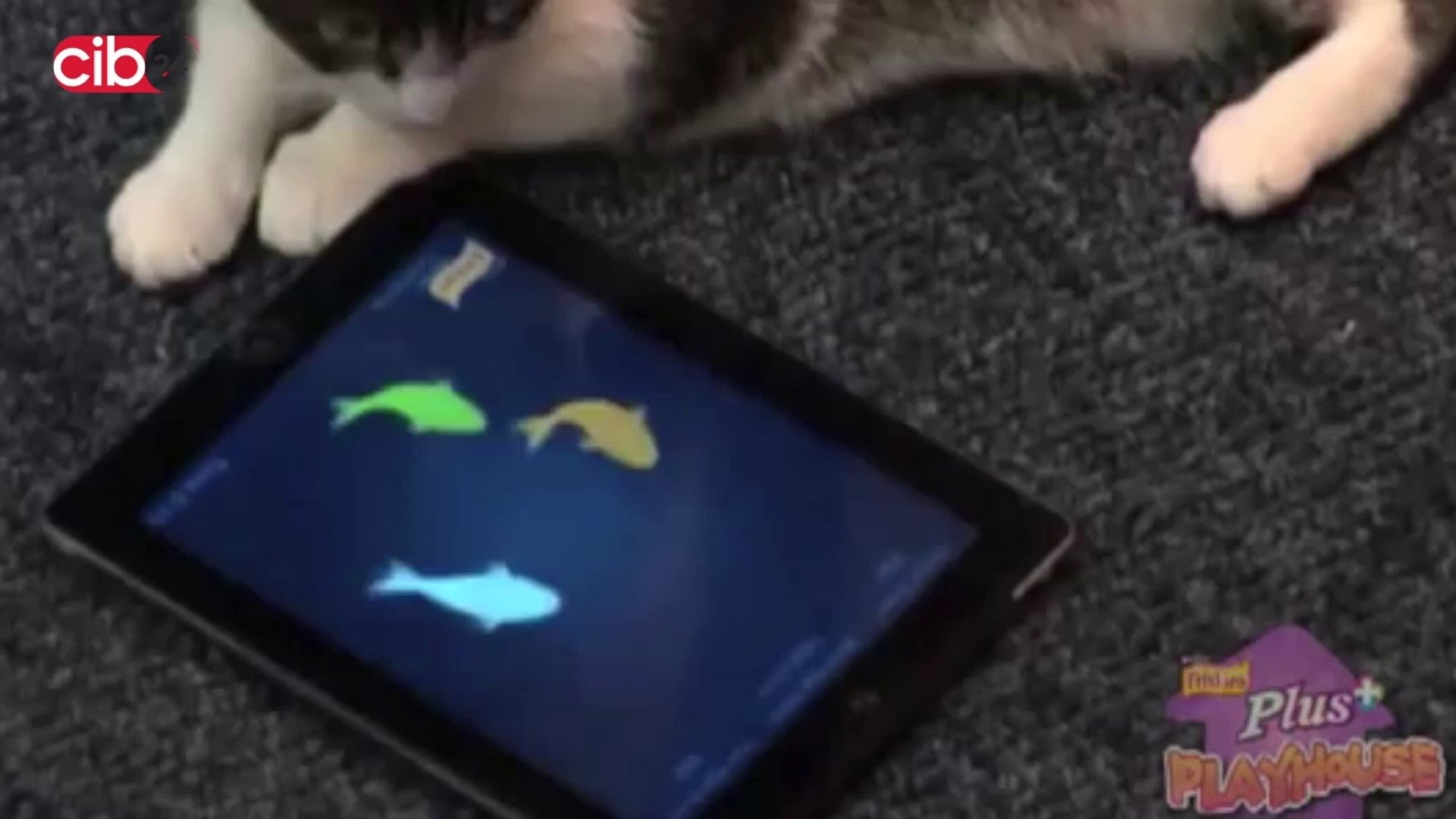 ⁣Pet Street - Socializing new pets