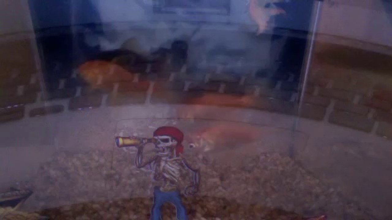 Steven's Gold Fish