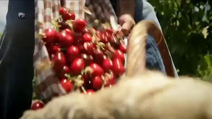 TV3 - COLLITA PROPIA DIMECRES - La fruita, a "Collita pròpia"