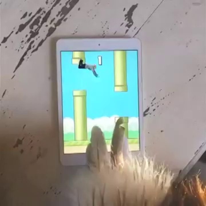Paralel Evrende Flappy Bird (Human)