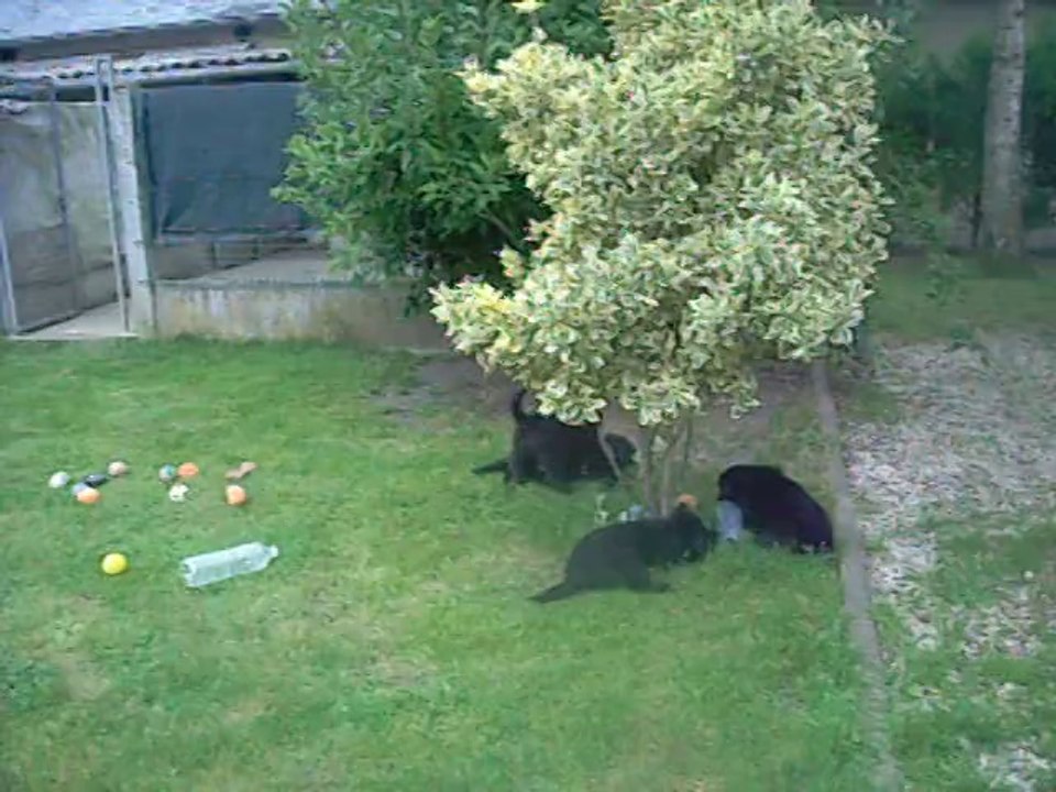 15 juillet 2014 (4) : 5.5 semaines