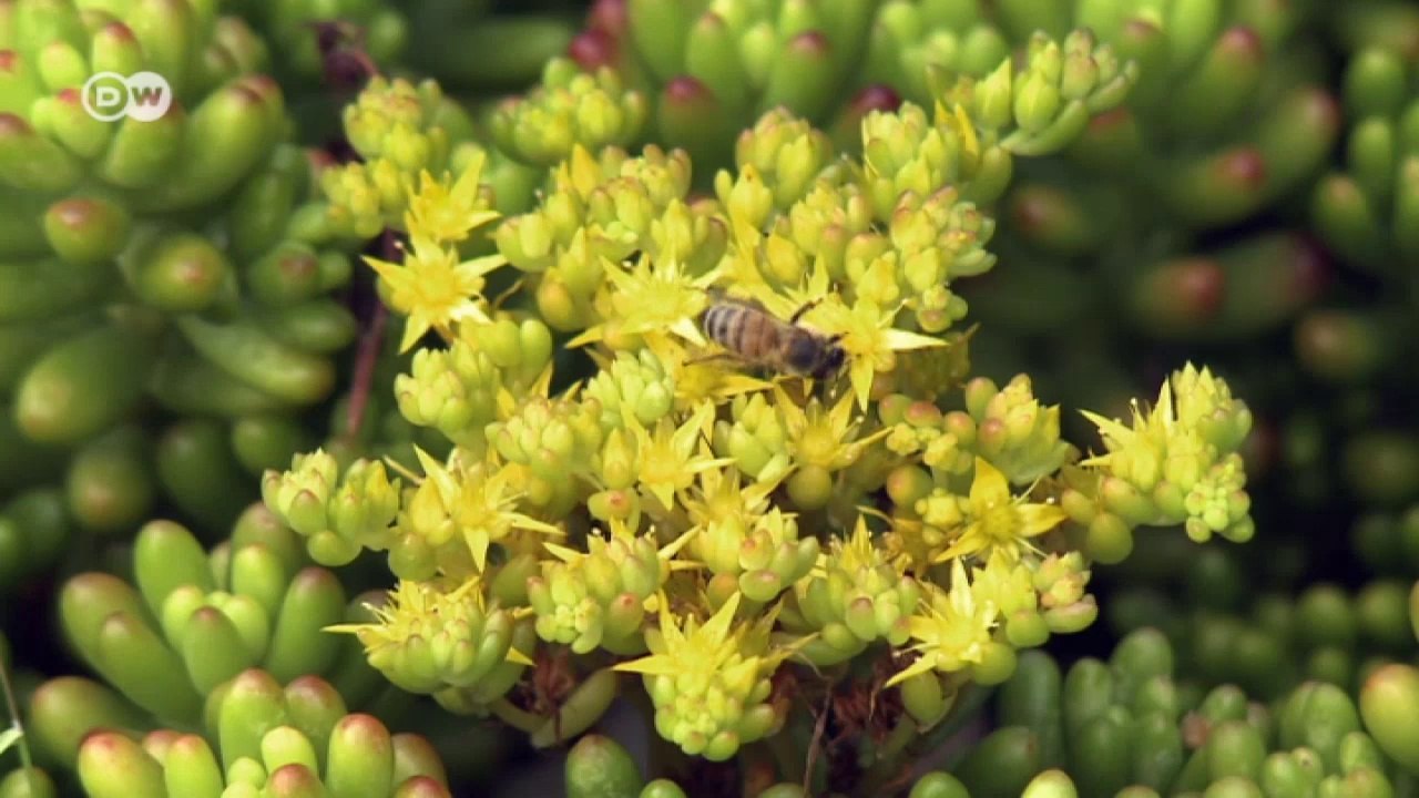 Mexiko-Stadt kämpft gegen den Smog | Global Ideas