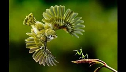 9 GAG - 16 Incredible Once In A Lifetime Shots