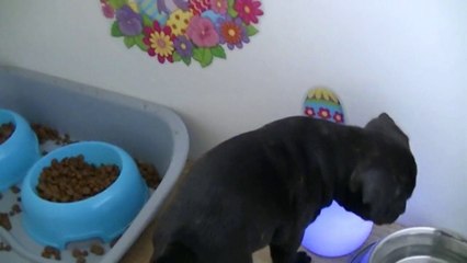 40ème vidéo de la 15ème portée staffie de Staffordland