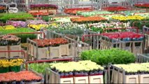 Mercados con encanto: Mercado de flores de Ámsterdam | Euromaxx