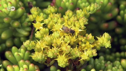 Ciudad de México lucha contra el smog | versión corta |