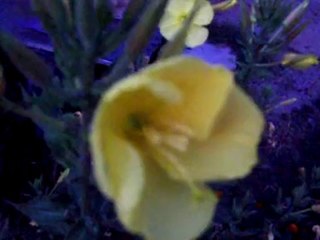 Akşam Ezanı okunurken açan çiçek