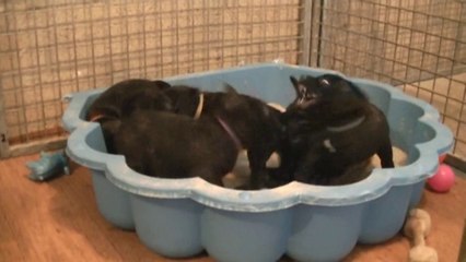 43ème vidéo de la 15ème portée staffie de Staffordland