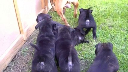 45ème vidéo Parc à l'extérieur avec la 15ème portée staffie de Staffordland