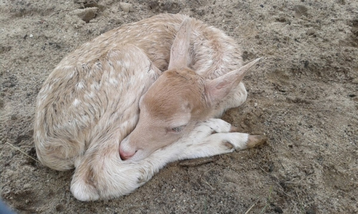 White fallow deer guarding her baby. Animal shelter in Zlotowek. Poland. July 2014