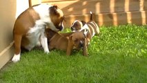 41ème vidéo Parc à l'extérieur avec la 16ème portée staffie de Staffordland