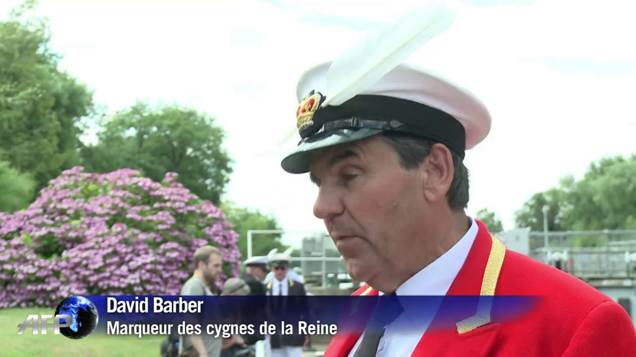 A Londres, la tradition du recensement des cygnes royaux