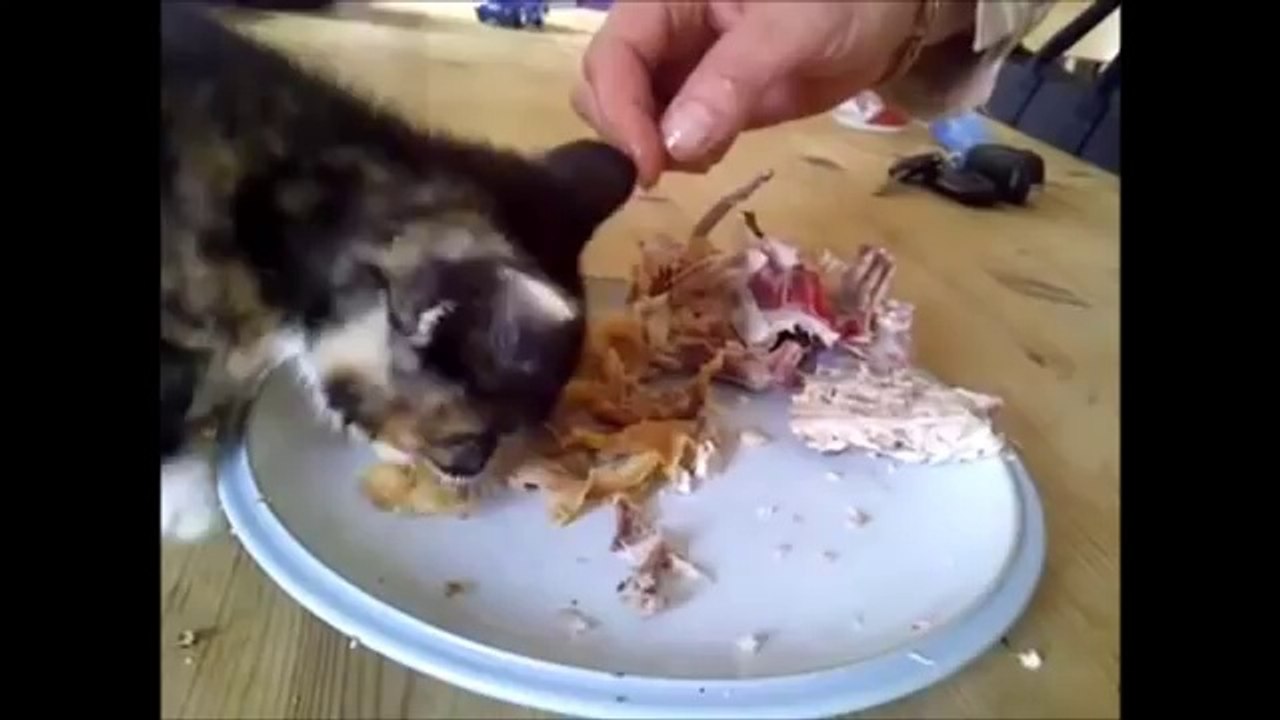 LOUDEST CAT AWARDS