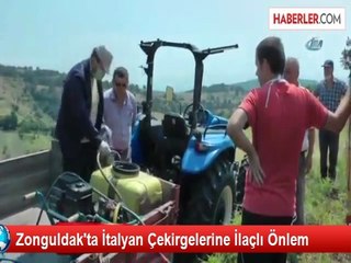 Zonguldak'ta İtalyan Çekirgelerine İlaçlı Önlem