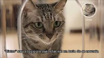Un distributeur de croquettes pour chat à reconnaissance faciale