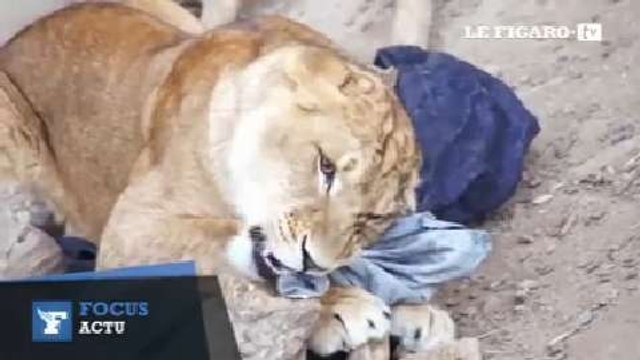 Des jeans déchiquetés par des tigres du Bengale vendus aux enchères